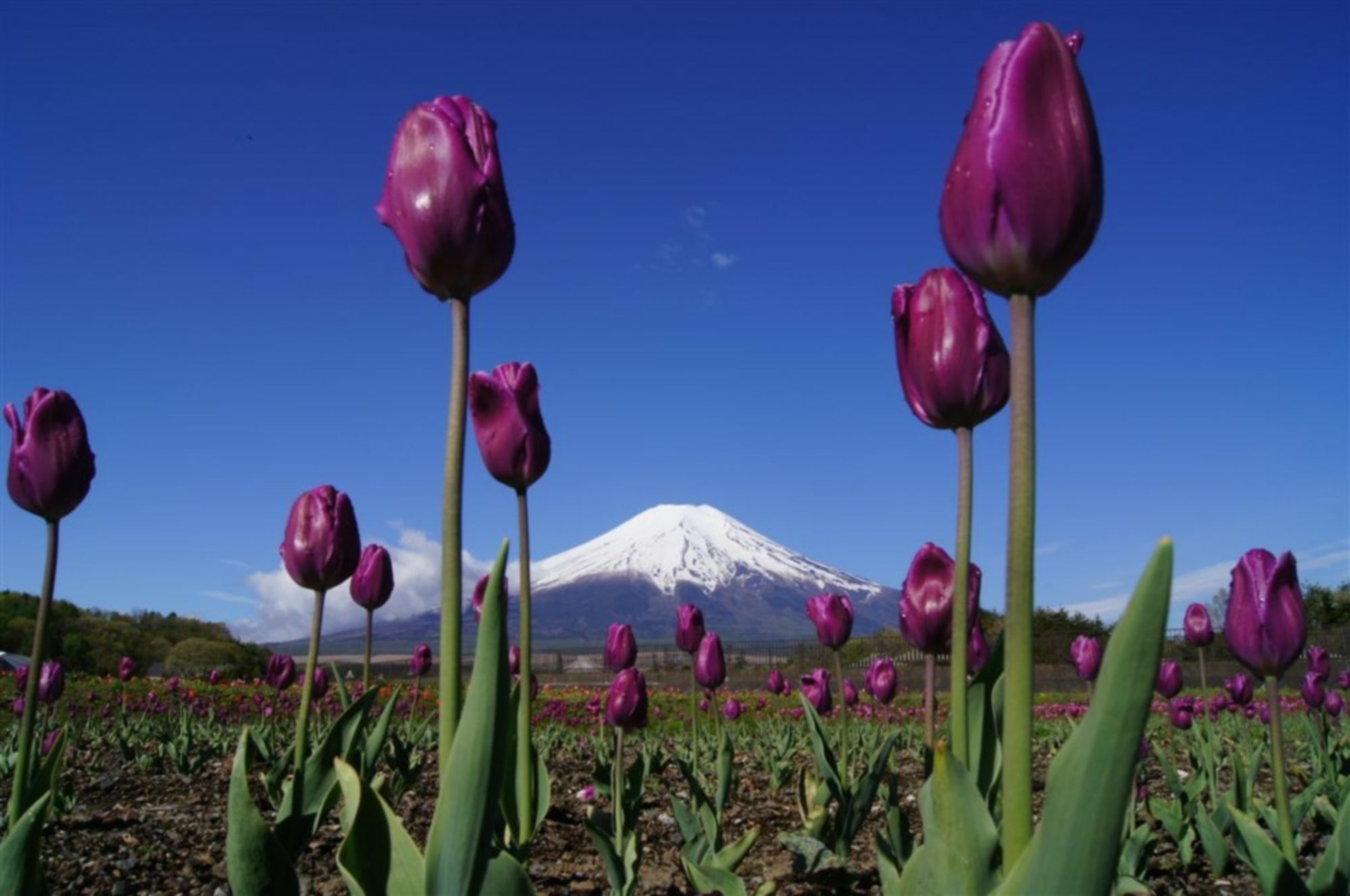 Zero-Project Japan Guesthouse ยามานากะโกะ ภายนอก รูปภาพ